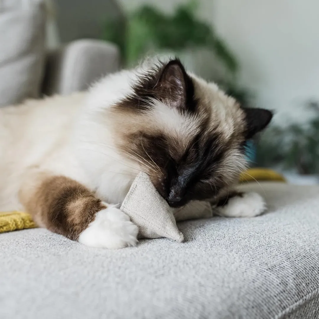 Catnip Pyramid Toy