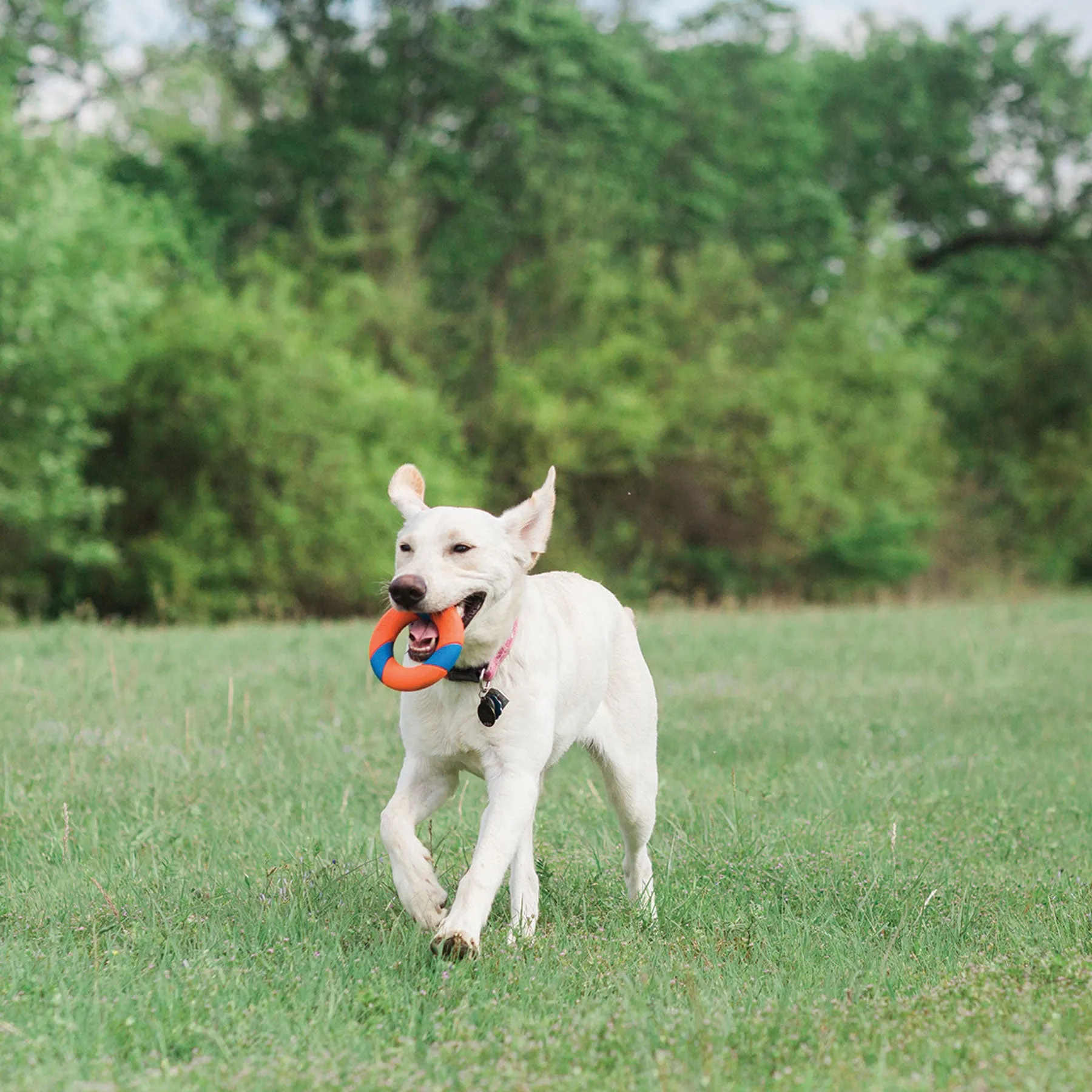 Chuckit! UltraRing Dog Fetch Toy