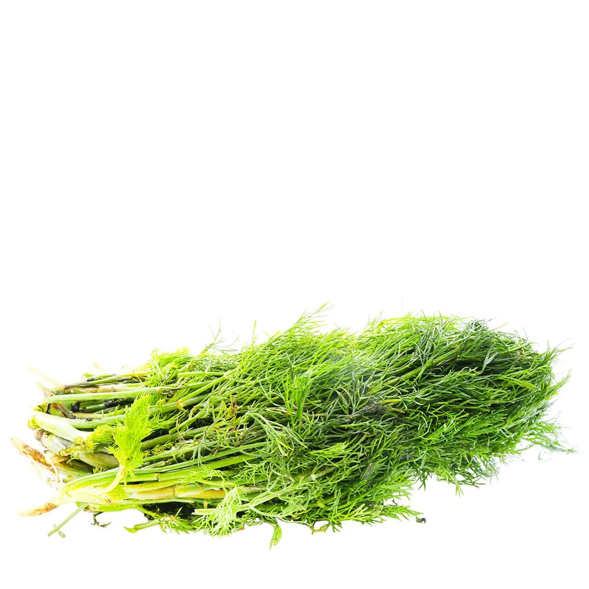 Fresh Dill