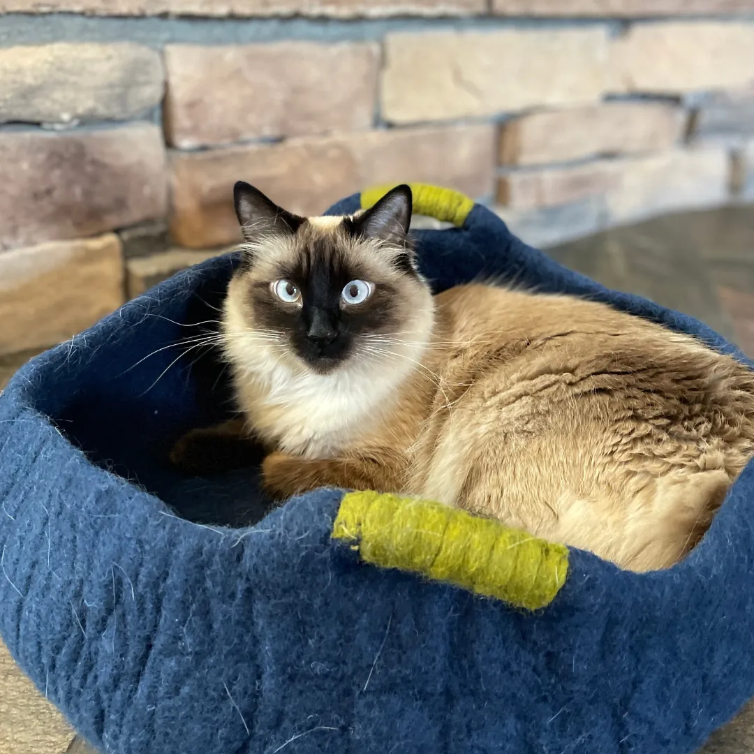 Handmade Wool Cat Bed with Handles (for small dogs too!)