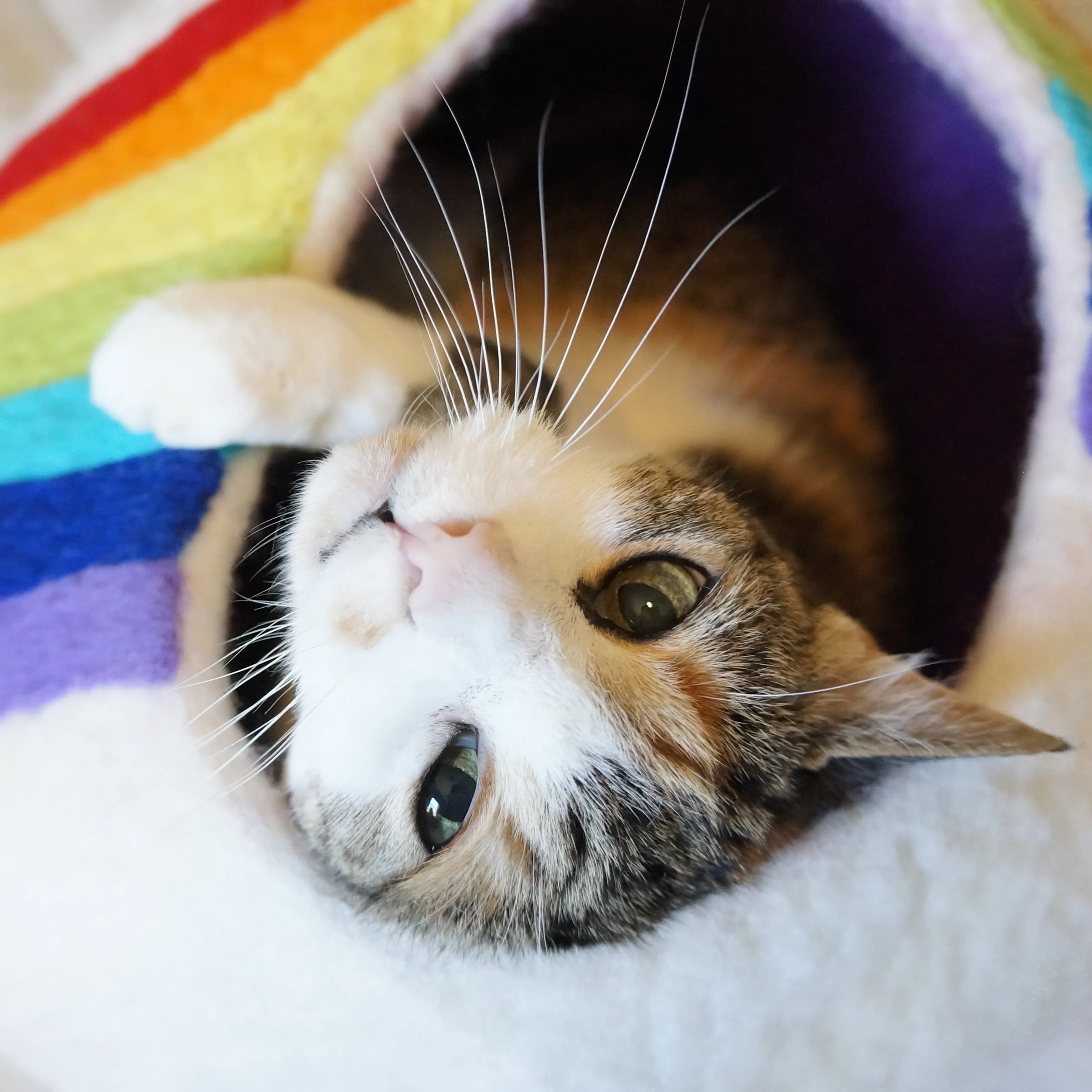 Rainbow Eco Kitty Cave