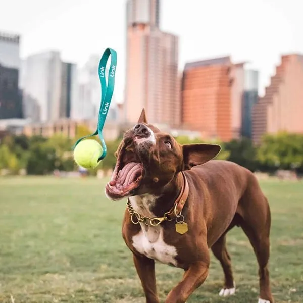 Tug 'N Toss with Customizable Dog Tennis Balls