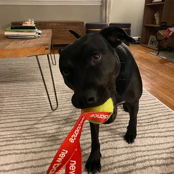 Tug 'N Toss with Customizable Dog Tennis Balls