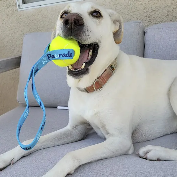 Tug 'N Toss with Customizable Dog Tennis Balls