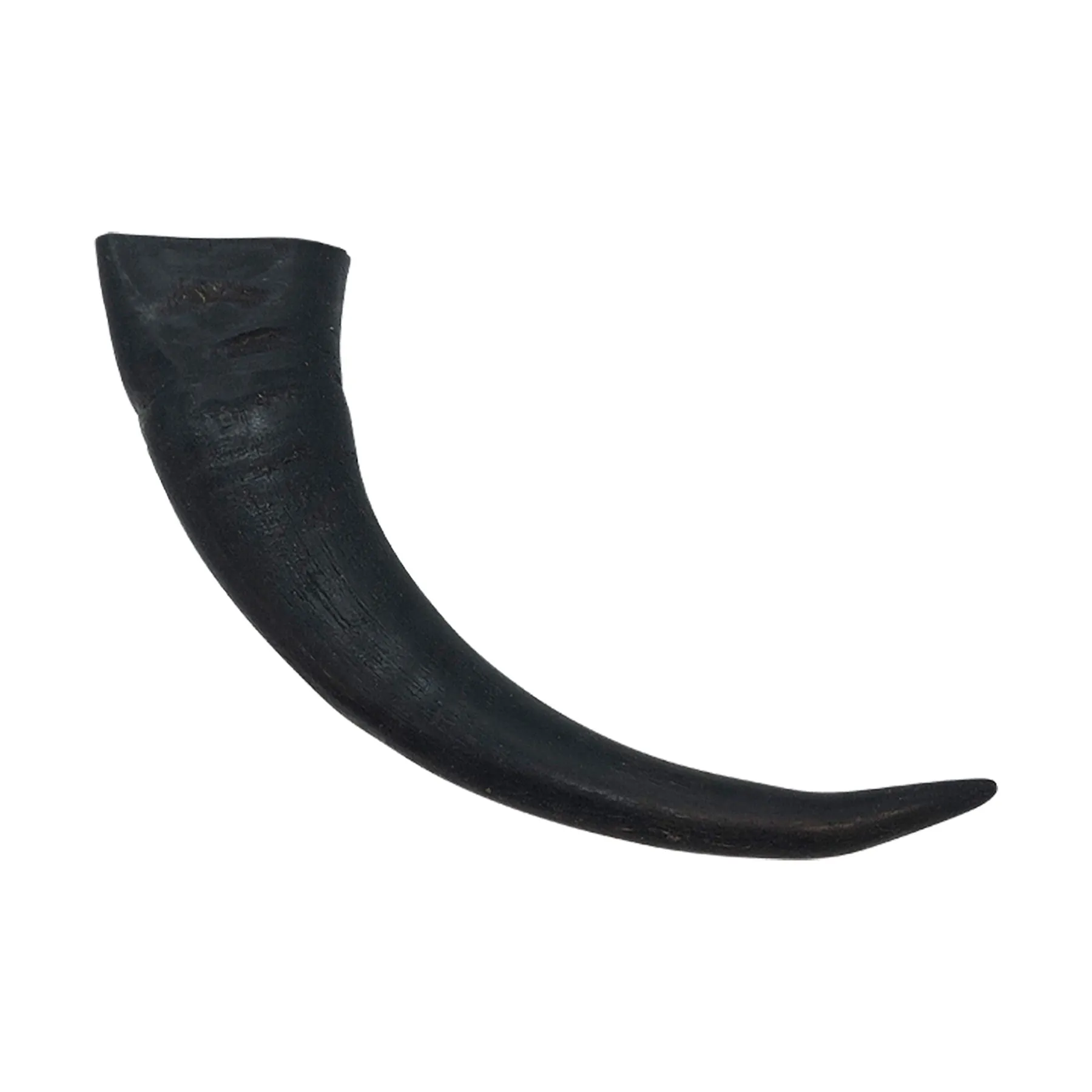 Wild Eats Water Buffalo Horn Medium